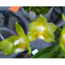 Phalaenopsis Joy Spring Canary "Joy"
