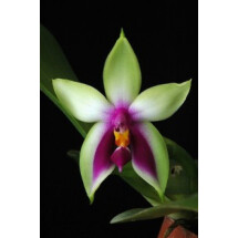 Phalaenopsis bellina ''Fire''
