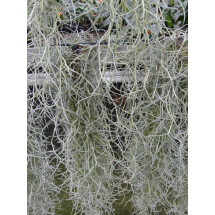 Tillandsia usneoides (Spanish moss)
