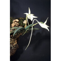 Angraecum aloifolium "Big"