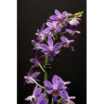 Doriteanopsis Purple Gem "Aida"