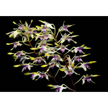 Dendrobium canaliculatum ''Big Plant'' 