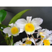 Dendrobium farmeri "White"