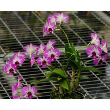 Dendrobium Enobi Stripe Pink Splash x Dendrobium Enobi Stripe Purple Splash