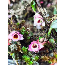 Dendrobium fuscifaucium (Micro Dendrobium) First propagation coming in NOV / DEC