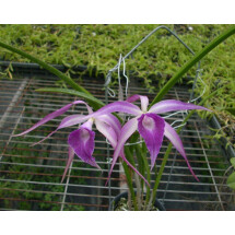 Brassavola cucullata x L. purpurata