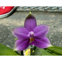Phalaenopsis violacea "Indigo Blue"