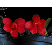 Dendrobium cuthbersonii "Red"