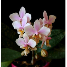 Phalaenopsis Philadelphia (stuartiana x schilleria)