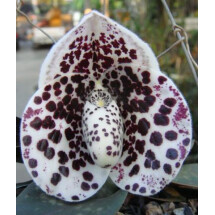 Paphiopedilum bellatulum 'Big Club/Plant' 