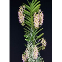 Aerides houlletiana  