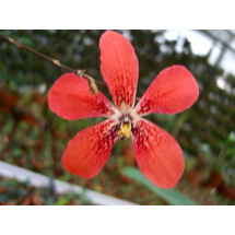 Dendrobium cinnabarinum 