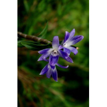 Dendrobium victoria-reginae