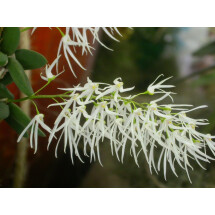 Dendrobium cucumerinum