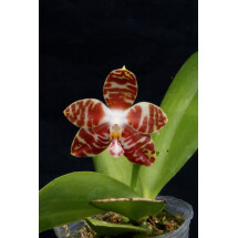 Phalaenopsis amboinensis 
