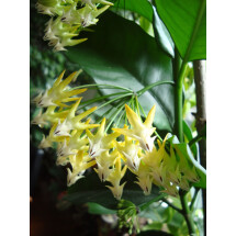 Hoya multiflora 