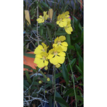 Oncidium onustum “Big Plant”