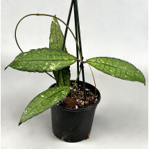 Hoya clemensiorum (2 Leaves)