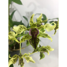 Dendrobium alexanderae x atroviolaceum