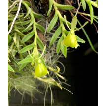 Epidendrum porpax var Alba 
