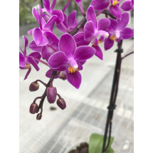 Phalaenopsis equestris "B#100" AM/AOS "Dark Purple"