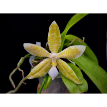 Phalaenopsis hieroglyphica alba 4N