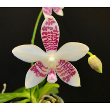 Phalaenopsis (amabilis x tetraspis C1) x tetraspis  C1