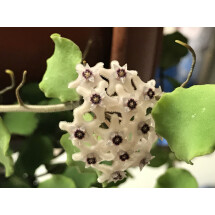 Hoya kanyakumariana "White Red"  (Big Plant)