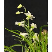 Phymatidium falcifolium