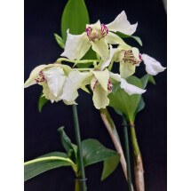 Dendrobium eximium x rhodostictum