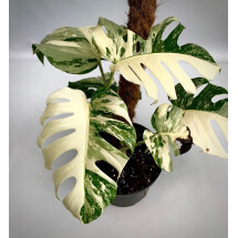Monstera deliciosa variegata (Special Select white edition)