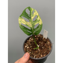 Monstera adansonii variegated aurea  (Leaf cutting)