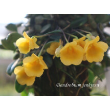Dendrobium jenkinsii "Big"