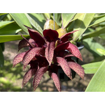 Bulbophyllum cruentum x phalaenopsis 
