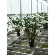Dendrobium delicatum "Big"