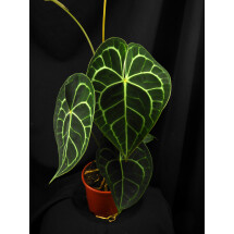 Anthurium clarinervium  ''small baby plant 1-2 leaves'' 