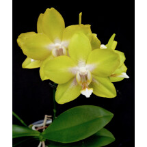 Phalaenopsis Dragon's Gold "24K" (P. Taipei Gold x P. amboinensis)
