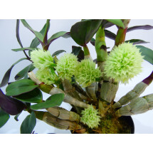 Dendrobium capituliflorum deze is een voorbeeldfoto