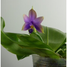 Phalaenopsis violacea x bellina
