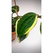 Hoya macrophylla variegata 