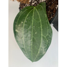 Hoya Latifolia ''small leaf with stem'' 