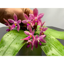 Phalaenopsis bellina alba x tetraspis 