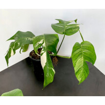 Epipremnum Pinnatum Variegata Albo ''Small Plant''