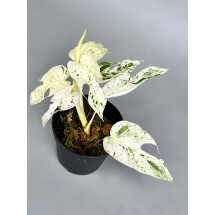 Epipremnum pinnatum marble variegata