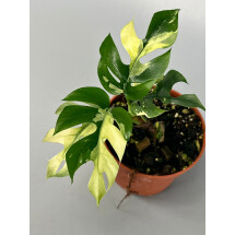 Monstera minima variegated albo (4/5 leaves)