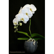 Phalaenopsis Formidablo No.9 (Big Flower) (Met keramiek grijze pot) 