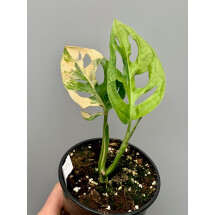 Monstera adansonii variegated aurea nr 5 (Leaf cutting, with 2 new leaves and yellow stripes in the stem)