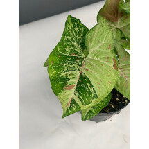 Syngonium Confetti Tricolor "Big Plant''