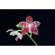 Phalaenopsis amabilis x tetraspis C1