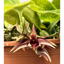 Bulbophyllum reticulatum 